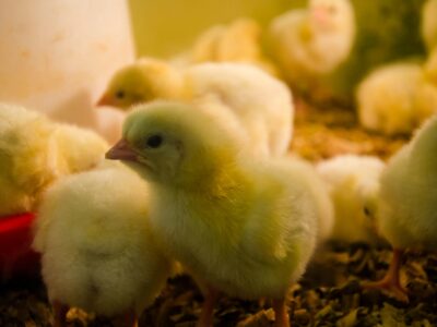 Egg Hatchery