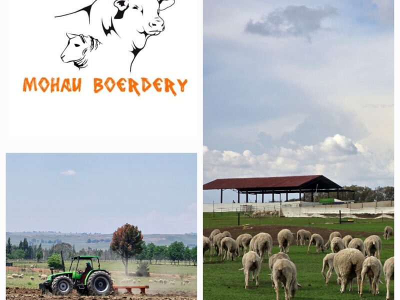 Mohau Boerdery